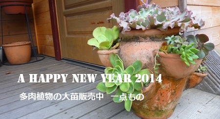 多肉植物の大苗