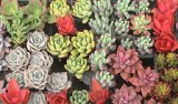 画像: 多肉植物の苗セット30個（10種類以上）根あり