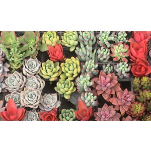 画像: 多肉植物の苗セット30個（10種類以上）根あり