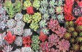 画像: 多肉植物の苗セット50個（10種類以上）根あり